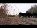 Blockhead- Carnivores Unite