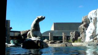 preview picture of video 'Kansas City Zoo Polar Bear'