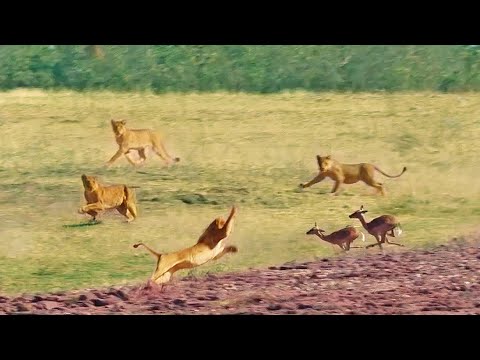Impalas Try Jumping Over 7 Lions