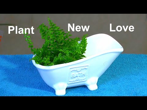 Wachstum im mineralischen Substrat und im Wasser mit Farn als neues Projekt