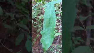 JAVALI ACUADO! #javalibrasil #caçadejavali #hunter #hunting  #wildboar