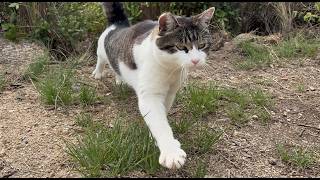構って欲しくて待ってた人懐っこくてかわいい猫ちゃん