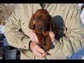 Marley the 6 week REDBONE COONHOUND PUPPY! Roxy x Jed