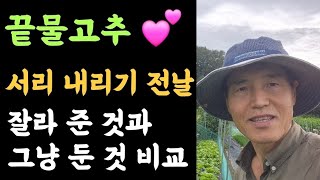 끝물 고추???? 잘라 준 것과 그냥 둔 것 비교(서리 내리기 전날)