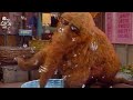 Sesame Street Bubbleholic Song 1985