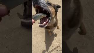 Download lagu Edu the German Shepherd mix dog eating Raw Fish #rawfeddog #rawdogfood #dogsofinstagram mp3 Download lagu Edu the German Shepherd mix dog eating Raw Fish #rawfeddog #rawdogfood #dogsofinstagram mp3