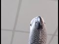 Bird making Samsung notification sounds