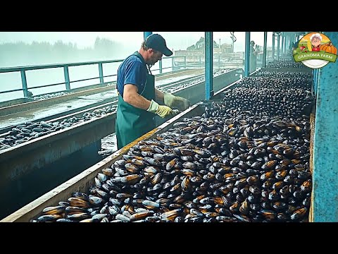 Billions of Mussels Are Raised Using This Modern Technique - Mussel Farming and Harvesting