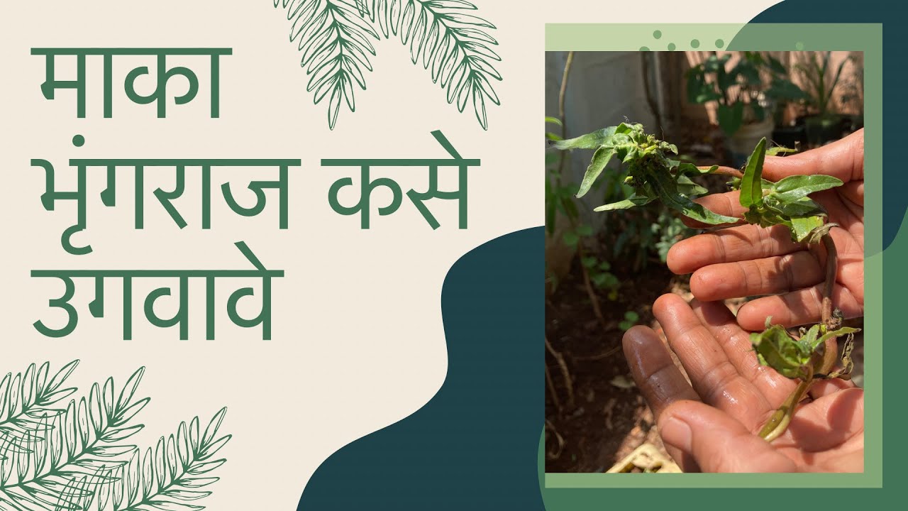 How To Grow Bhringraj In Marathi. How to Grow Maka माका - भृंगराज कसे उगवावे.#Bhringrajinmarathi