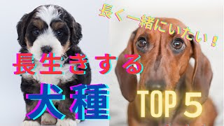 【ペット初心者の方必見！】長寿犬５選をご紹介