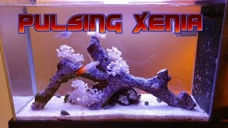 How to setup a Fluval SPEC 5 saltwater reef tank Xenia's spreading