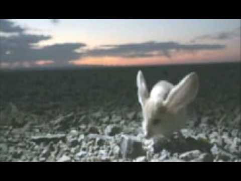 The long-eared Jerboa