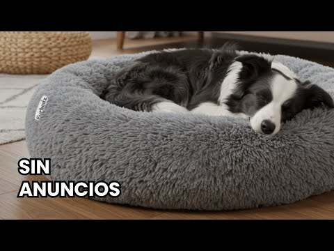 12 Horas de Música Relajante para Perros Inquietos (tranquiliza a tu mascota)