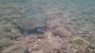 preview picture of video 'Turtle: White River in Norfork, AR'