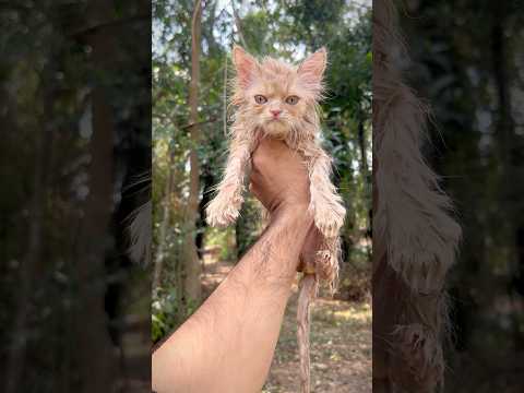 Wow Cute kitty 😱 | Persian cats for life | Persian cat | Cats for sale | Kittens for sale | Cats