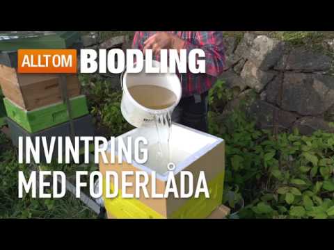 Invintring med foderlåda - Biodling