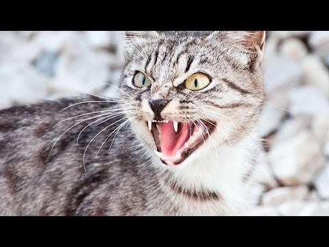 Why Cats Hiss | Cat Care - YouTube