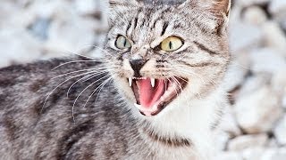 Why Cats Hiss | Cat Care