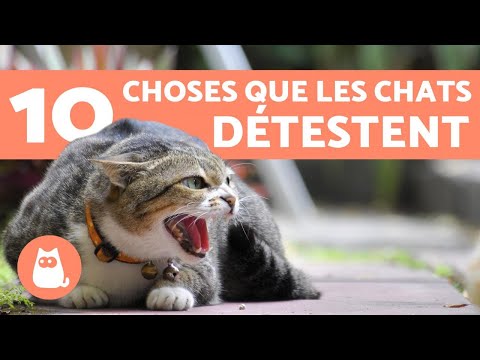 10 Things Cats Hate The Most and You Should Avoid 😼