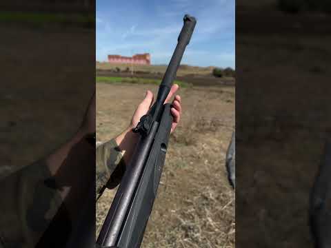 Amazing birds hunting with airgun #birdshunting #hunting #airgunhunters #airgun