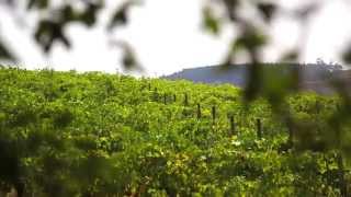 preview picture of video 'Humus Organic Wines'