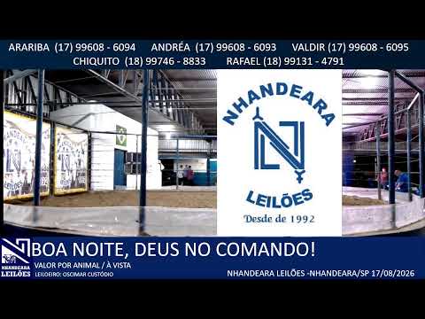 LEILÃO NHANDEARA LEILÕES - 17/08/2026 - NHANDEARA/SP -AOVIVO@BOIGADOAGOSTO2026