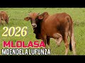 MDENDELA LUFUNZA FT MAJENGA MLOLASA BY ZENGO STUDIO 2026