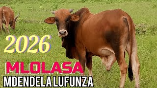 MDENDELA LUFUNZA FT MAJENGA MLOLASA BY ZENGO STUDIO 2026