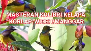 Download lagu MASTERAN KOLIBRI KELAP GACOR // KORLAP/WICEH/MANGGAR CEPAT GACOR mp3