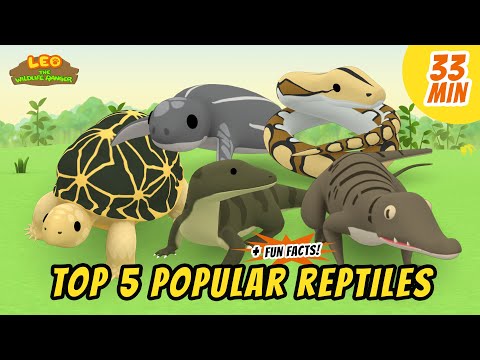 Top 5 Popular Reptiles - Animals Stories for Kids | Educational | Leo the Wildlife Ranger