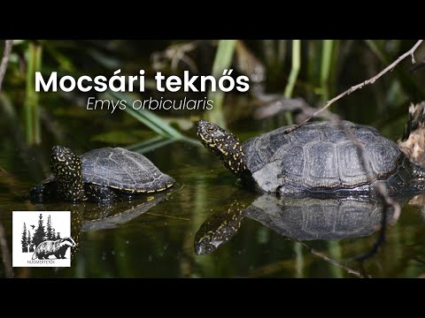 Mocsári teknős