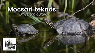 Mocsári teknős – fajismertető videó
