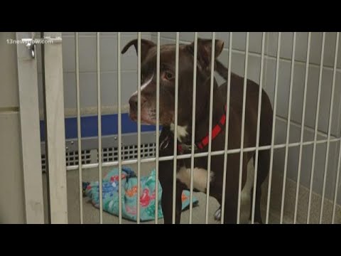 134 dogs at Virginia Beach Animal Care and Adoption Center in need of home