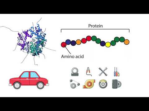 S21 GN311 Exam Mini Video Module 5 | Prompt 5-1: Point Mutation | Kourosh Salamati