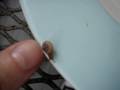 Mr Snail