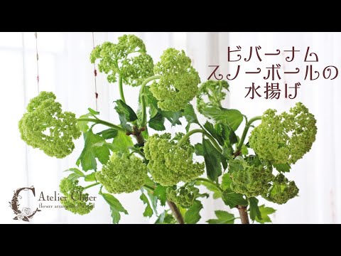 園芸 スノーボール、ガマズミ属の帯