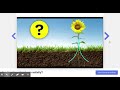 How do flowers bloom in the spring    Mystery Science