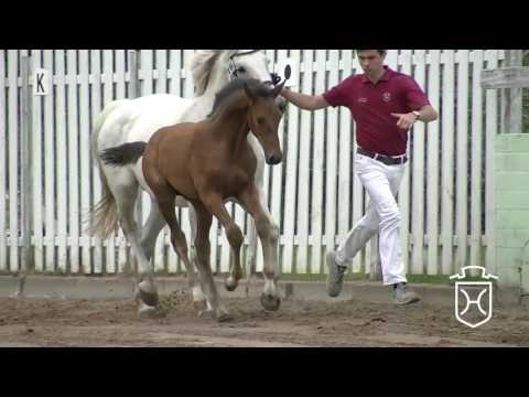 RD004 Hengstfohlen von Click and Cash - Carolus I - Raimondo