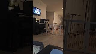 Video preview image #1 Siberian Husky-Unknown Mix Puppy For Sale in Germantown, OH, USA