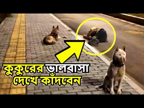 You will be forced to cry - Watch the love of a dog | kukur | Rohosso Tube | mayajaal | Rohosso Tube