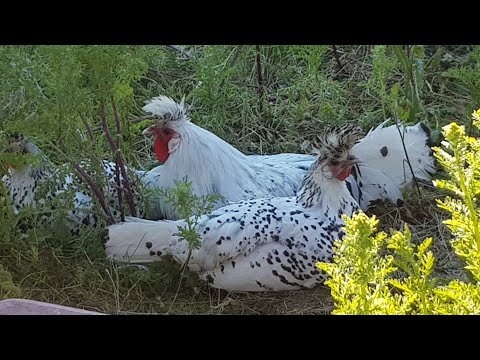 , title : 'Appenzeller Spitzhauben Breed Information - Ideal For Beginners'