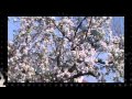 Walter Ghicolescu-Iubire confuza 