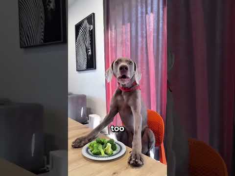 The Lady Gave Her Dogs Vegetables 🤮#Catsoftiktok#CatLovers #cat #cute #FunnyCats#catcartoon #fyp