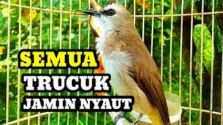 Download lagu Suara burung trucukan gacor memanggil lawan Pancingan Ampuh trucuk betina memanggil jantan mp3