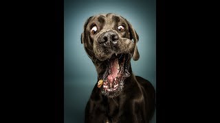 Best FUNNY DOG videos -  Get ready for LAUGHING SUPER HARD
