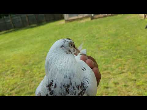 download lagu mp3 mp4 Lost White Pigeon, download lagu Lost White Pigeon gratis, unduh video klip Lost White Pigeon
