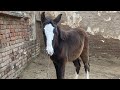 Baby Horse Milk Feeding Ghoray Ki Bachi Ko Doodh Pilana Ka Tariqa Ghoda Care