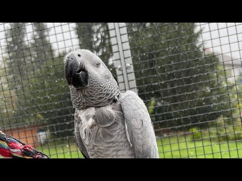 Birdie Bird, sprechender Graupapagei, Sprechübung