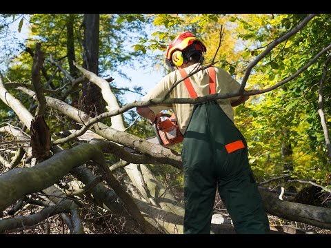 HD! Baum fällt - Die Forstarbeiter [Doku]