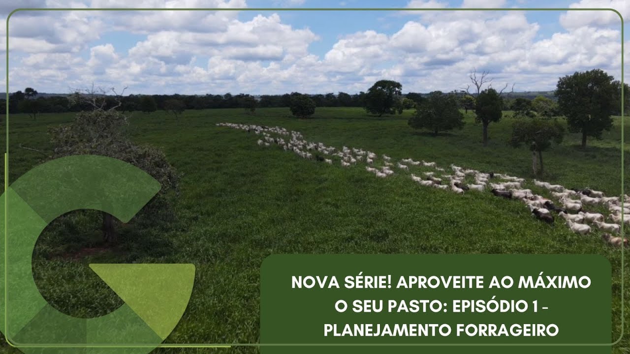 NOVA SÉRIE! APROVEITE AO MÁXIMO SEU PASTO: EPISÓDIO 1 – PLANEJAMENTO FORRAGEIRO